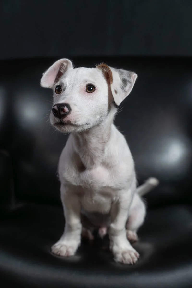 Il fotografo di Ritratti Bestiali - pet photography Bologna