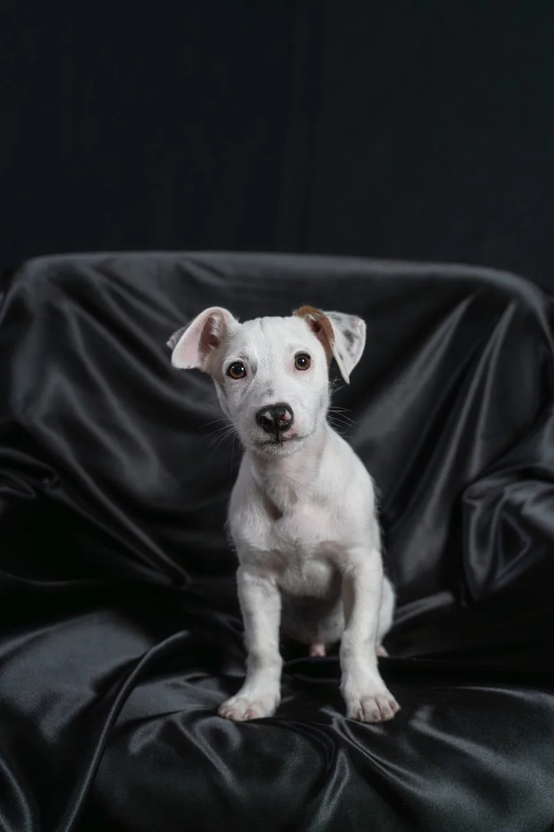 Ritratti Bestiali - servizio di pet photography a Bologna